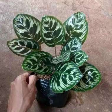 Tanaman Hias Calathea Makoyana