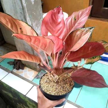 Tanaman Hias Aglonema Kochin Tembaga