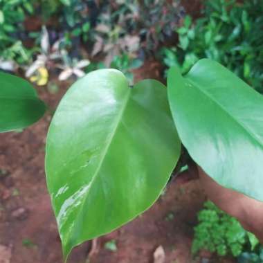 Tanaman hias monstera varigata