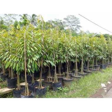 Bibit Pohon Durian Kaki Tiga Musangking/Bawor/Montong