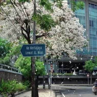 tanaman hias tabebuya bunga putih pink tinggi 1 meter - tabebuya putih