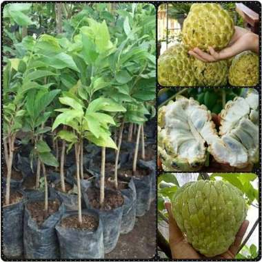 bibit srikaya jumbo Indonesia