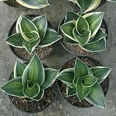 Tanaman hias sansiviera silver/sansiviera hani silver