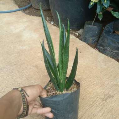 tanaman hias sansevieria cylindrica - sansivera