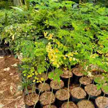 Pohon Kelor//Bibit Tanaman Daun Kelor