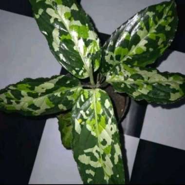 Aglonema Pictum Tricolor