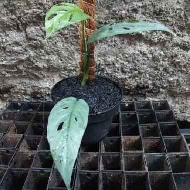 tanaman hias epipremnum cebu blue