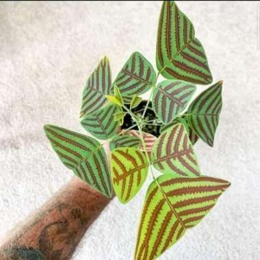 tanaman hias oxalis green - tanaman hias kupu kupu batik