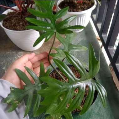 Tanaman Hias Philodendron Mayoi philodendrum Mayoi