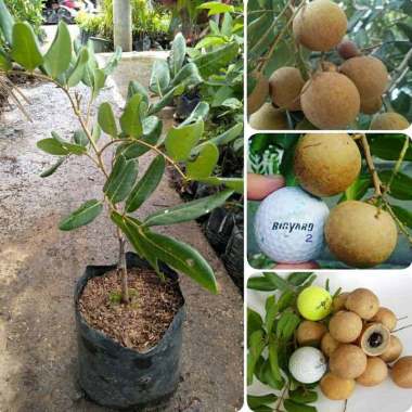bibit kelengkeng pingpong Indonesia