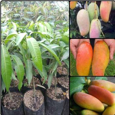 Azzahra berkah bibitku Mangga Mahachanok Tanaman Seluruh Indonesia