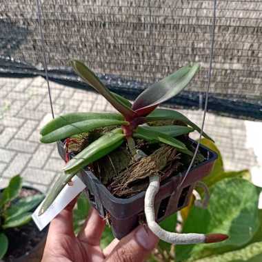 Remaja Anggrek Rhyncostilis Gigantea Bibit Bunga Vanda Ekor Rubah Tanaman Hias