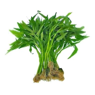 Daftar Harga Kangkung Hidroponik 2019 Murah Blibli Com