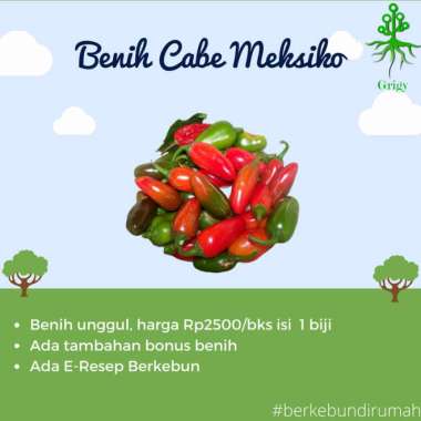 BENIH CABE MEKSIKO, BIJI CABE MEKSIKO, BENIH CABE PEDAS, BIBIT CABE