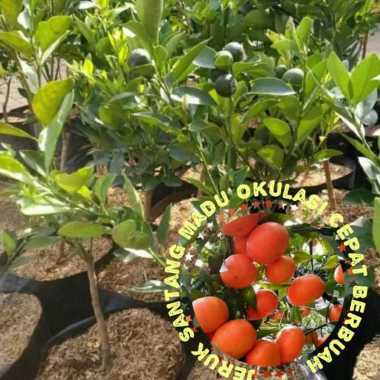 Bibit Buah Jeruk Santang Madu Super Unggul