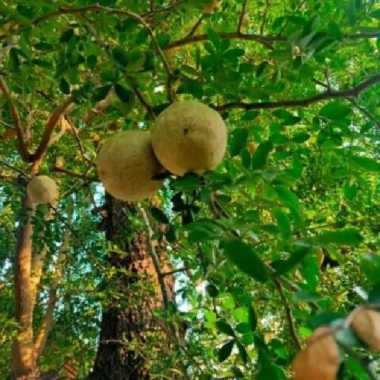 Bibit Buah Kawis Atau Bibit Tanaman Buah Kawista Bahan Bonsai Spesial