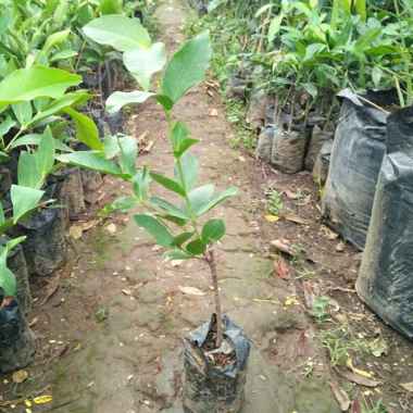 Bibit Tanaman Buah Jambu Air Madu Deli Super Genjah