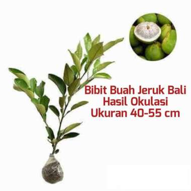 Bibit Tanaman Buah Jeruk Bali Bibit Buah Jeruk Pamelo