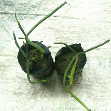 Bibit Tanaman Herbal Patah Tulang