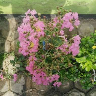 Bibit Tanaman Bunga Sakura Pink