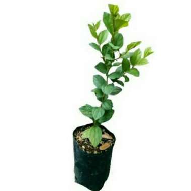 Bibit Tanaman Herbal Daun Bidara Unggul Bibit Daun Bidara Grosir