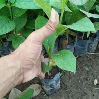 Bibit Tanaman Pohon Jati Unggul