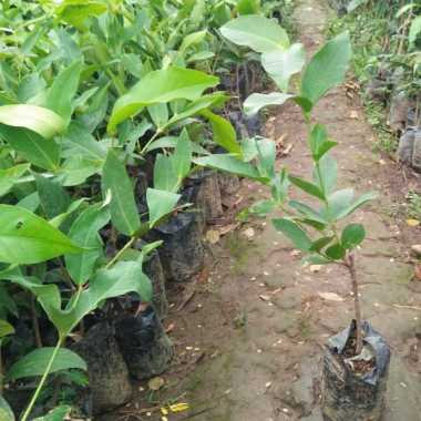 Jambu Air Madu Deli Bibit Buah Jambu Madu Deli