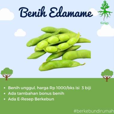 BENIH EDAMAME / BIBIT EDAMAME / BENIH KEDELAI JEPANG