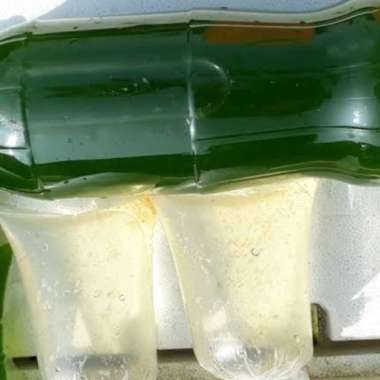 Daphnia Magna (Kutu Air Raksasa) + Air Hijau