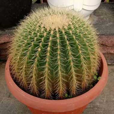 Tanaman hias kaktus golden barrel