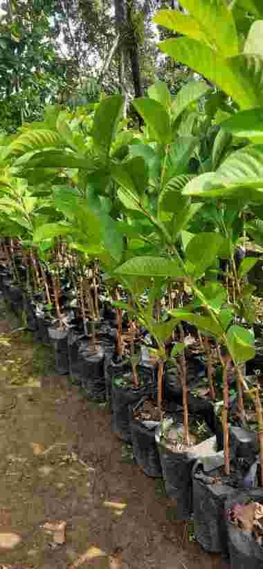 Bibit Jambu Kristal Siumik Pala atau Jambu Kristal Madu aneka bibit purworejo