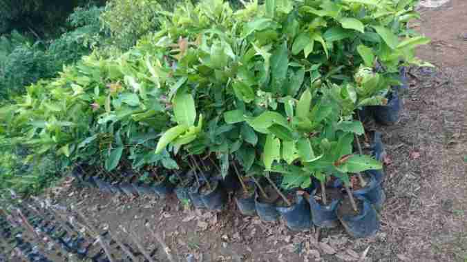 Bibit Jambu Madu Deli Madu delhi aneka Bibit