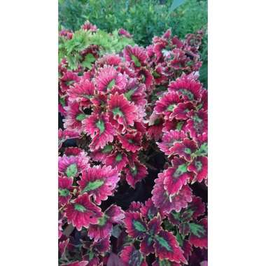 Bunga Miana atau miyana Tanaman Hias Murah aneka bibit murah