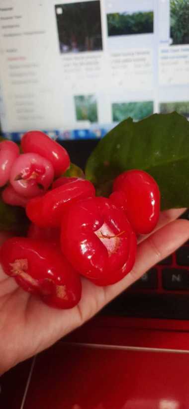 Bibit Jambu Air Kancing atau jambu Werr aneka Bibit Purworejo