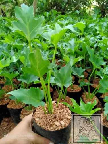 tanaman hias philodendron / pohon Philo dendron / pohon Philo jari / tanaman hias pohon philodendron