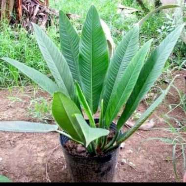 Menjual New Produk - Tanaman Hias Philodendron Lynette Philo Linet
