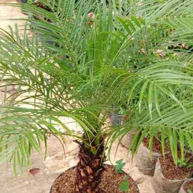Tanaman hias-bunga-pohon palem phoenix palm sikas tinggi 1 meter