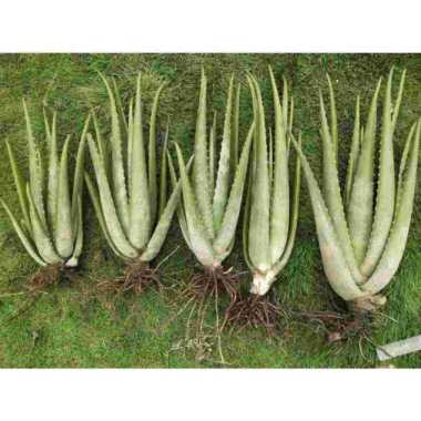 BIBIT LIDAH BUAYA BARBADENSIS JUMBO