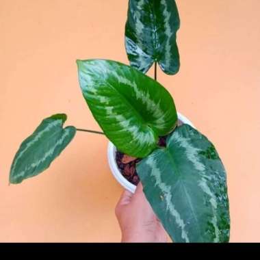 Tanaman hias homalomena schismatoglotis