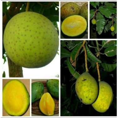 Bibit Mangga Kweni Cepat Berbuah