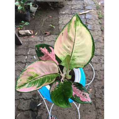 Aglonema Kochin Ebony