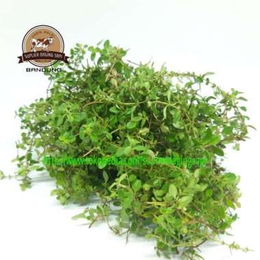 DAUN THYME SEGAR 250gr
