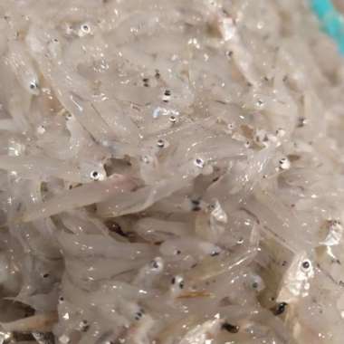 IKAN TERI MEDAN BASAH SEGAR 500gr