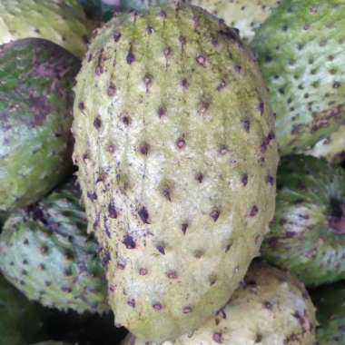 NANGKA SIRSAK SEGAR / NANGKA WALANDA / NANGKA BELANDA / NANBKA WALANA