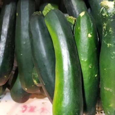 ZUCCHINI SEGAR / TIMUN SEGAR / SAYUR FRESH 500GR