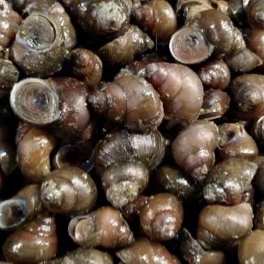 TUTUT SIPUT GONDANG SAWAH 500gr