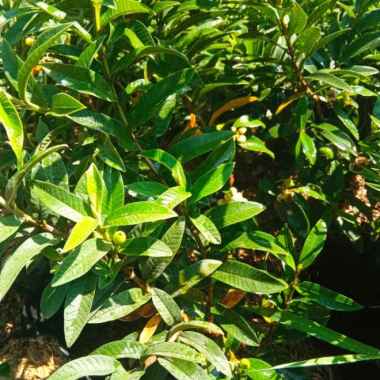 bibit jambu kristal hijau sudah berbuah