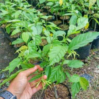 bibit tanaman kenanga sudah berbunga