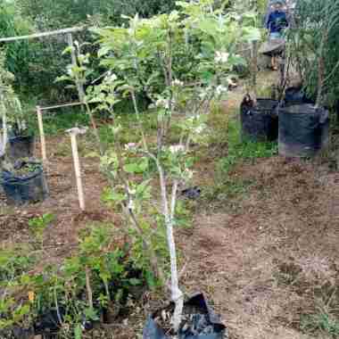 bibit apel anna berbunga siap tanam saja