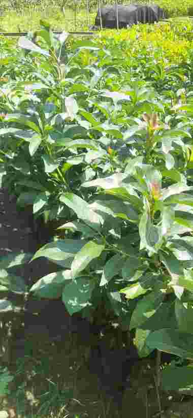 Bibit Buah Alpukat Aligator Okulasi Aneka Bibit